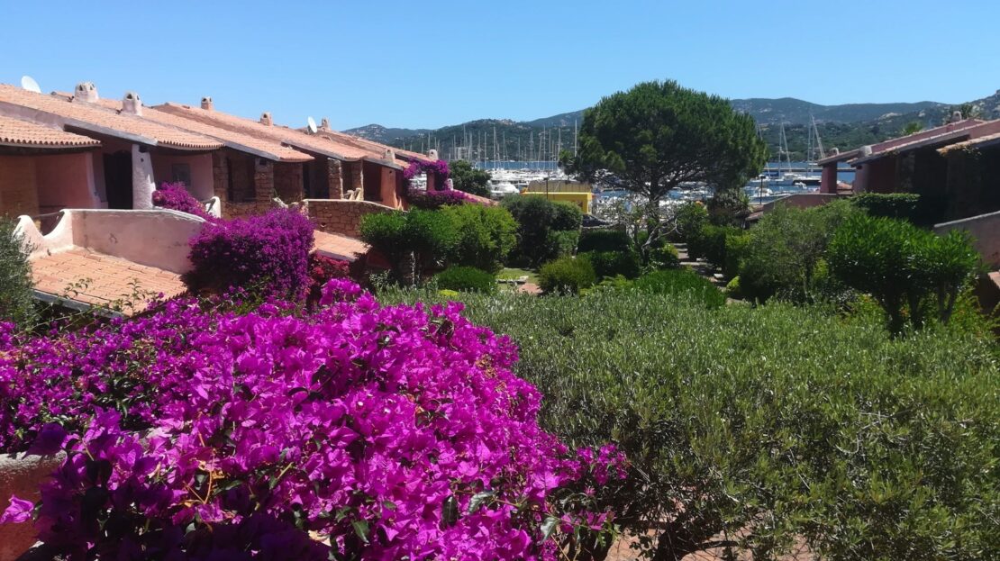 una pianta di bouganvillae fiorita con alcuni appartamenti a schiera vicini al porto di Cannigione sullo sfondo